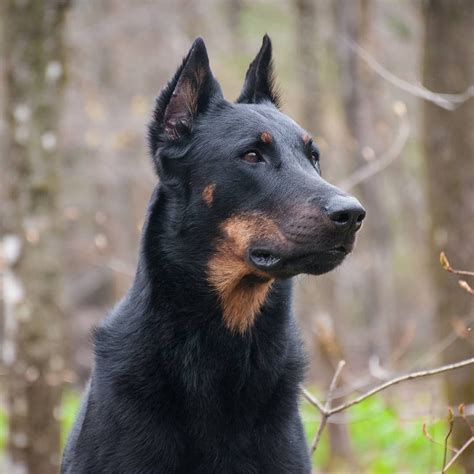 Beauceron price. Things To Know About Beauceron price. 